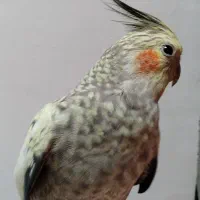 عروس هلندی ماده
