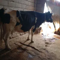 گاو|حیوانات مزرعه|بیرانوند, |دیوار