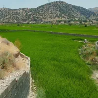 زمین کشاورزی