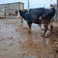 گاو شیری گوساله دار