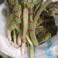 ریواس فروشی