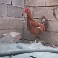 خروس دیلگونی|حیوانات مزرعه|چرام, |دیوار