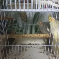 عروس هلندی بازیگوش و سرحال|پرنده|مهدی شهر, |دیوار