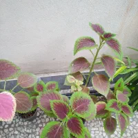 گل وگیاه طبیعی
