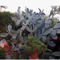 فروش ویلا‌باغ شهرکی با‌نگهبان ۲۴ساعته|فروش خانه و ویلا|هچیرود, |دیوار