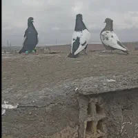 کبوتر سینه کله کفتر