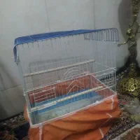 عروس هلندی|پرنده|قم, نیروگاه|دیوار