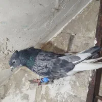 دوتاکفتربومب جفت نر جوون پرشی زدخوردی دم سفید