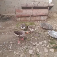 ۲تا ماده یکی نر