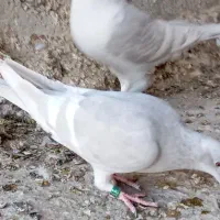 خط سفید دورنگ وپیازی|پرنده|وحدتیه, |دیوار