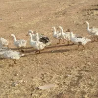 غاز|حیوانات مزرعه|خرم‌آباد, |دیوار
