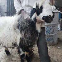 بره  کوهه  برای قوچی  بذری  تخمی  مال درجه یک|حیوانات مزرعه|شیراز, شهرک سعدی|دیوار