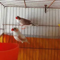 فنچ