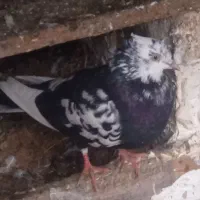 کبوتر|پرنده|رشت, عینک|دیوار