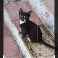 واگذاری دو عدد بچه گربه نر سیاه سفید