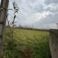 زمین-سندتک-برگ-زیرقیمت