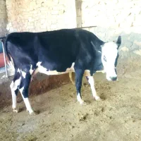 گاو و گوساله نر سمینتال|حیوانات مزرعه|دهدشت, |دیوار