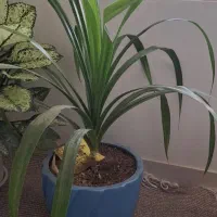 گل اپارتمانی