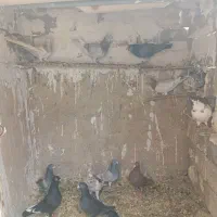 پلاکی دورگ گرفتنی