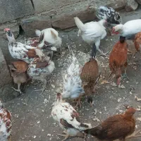 تیله محلی لنده|حیوانات مزرعه|لنده, |دیوار