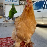 مرغ و خروس برهماه امپراطور|حیوانات مزرعه|گرگان, |دیوار