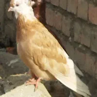 جوجه ابلاغ