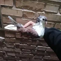 کفتر شیرازی