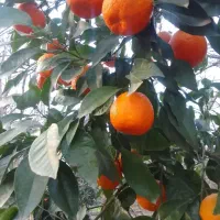 نارنج آب دار