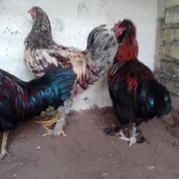 خروس بچه