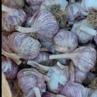 بذر سیر تضمینی