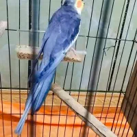 جفت عروس پاریس مولد