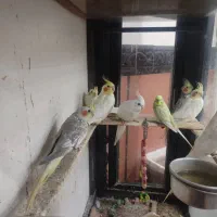 سلام 5عدد عروس خوب|پرنده|اشنویه, |دیوار