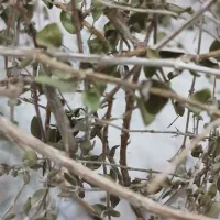 مرغ عشق باغی