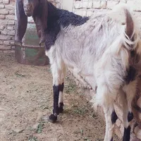 چبش بذری بز کولار پاکستانی|حیوانات مزرعه|جهرم, |دیوار