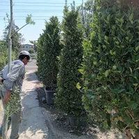 سنجد نهال و درخت گل وگیاه نصاب سرویس سیار فضای سبز|خدمات باغبانی و درختکاری|تهران, مهران (سیدخندان)|دیوار