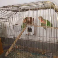 ۳ تا طوطی برزیلی مولد|پرنده|قیدار, |دیوار