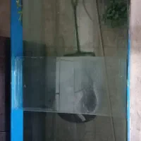 آکواریوم دست‌ساز|ماهی|شاهین‌شهر, گزبرخوار|دیوار