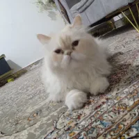 گربه