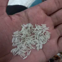 برنج طارم محلی عطری وخوش پخت|خوردنی و آشامیدنی|پاکدشت, پاکدشت (مامازند)|دیوار
