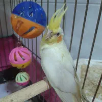 یک عدد جوجه عروس هلندی بفروش میرسد