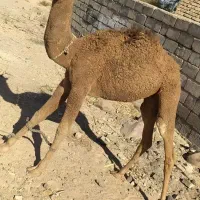 شتر نر|حیوانات مزرعه|ایرانشهر, |دیوار