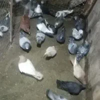 کسی حیوان رایگان داشت خبری بده