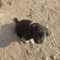 توله سگ های پاکوتاه دو تا ماده|سگ|مراغه, |دیوار