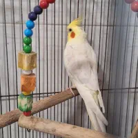 جفت عروس هلندی سخنگو|پرنده|حمیدیا, |دیوار