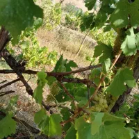 باغ ویلا|فروش خانه و ویلا|صوفیان, |دیوار