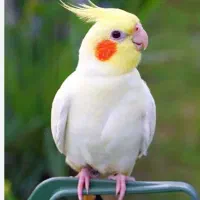 گمشده محدوده امامزاده جعفر