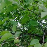 باغ ثمری1000متری خفر