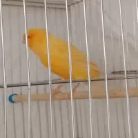 قناری فروشی|پرنده|محمدشهر, شهرک چمران|دیوار