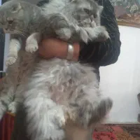 گربه پرشین.