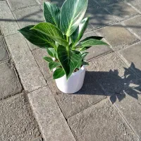 گل گیاه امید